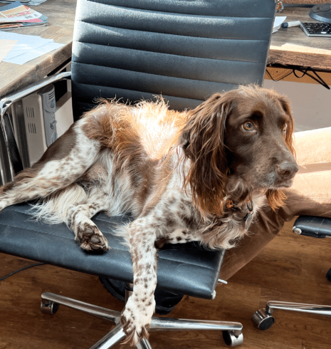 Alfie a spaniel siting on an office chair