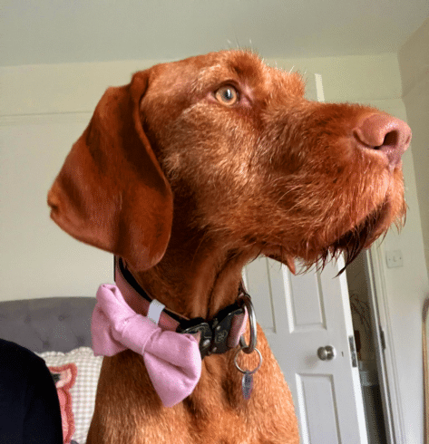 Luna a Hungarian Wired haired Vizsla wearing a bow tie.